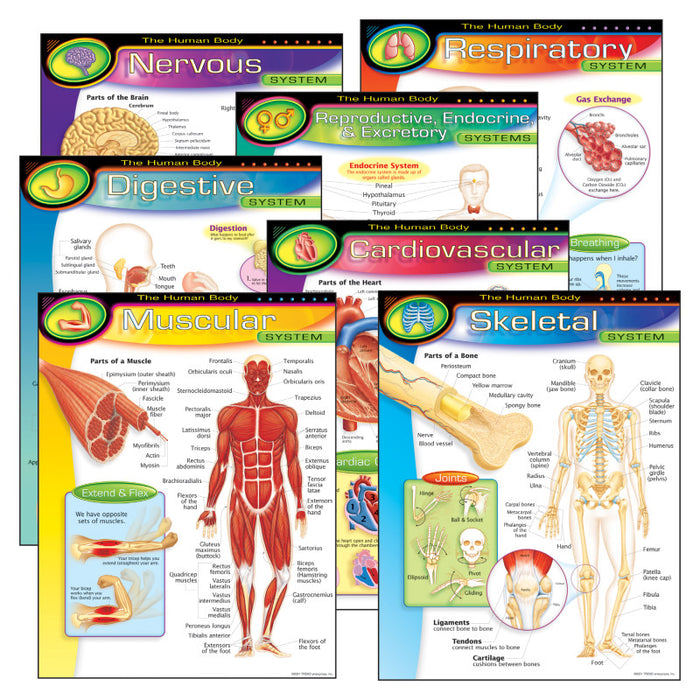 TREND T-38913 The Human Body Learning Charts Combo Pack, Set of 7