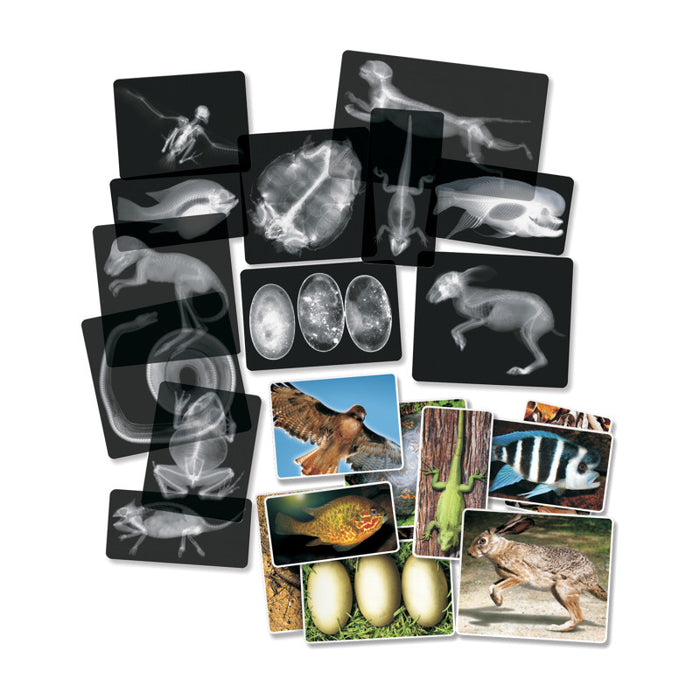 Roylco R-5910 Animal X-Ray Set, Set of 14
