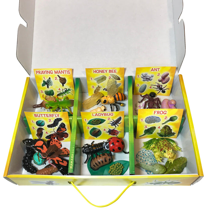 Insect Lore ILP2205 Life Cycle Figurines Set, 24 Pieces