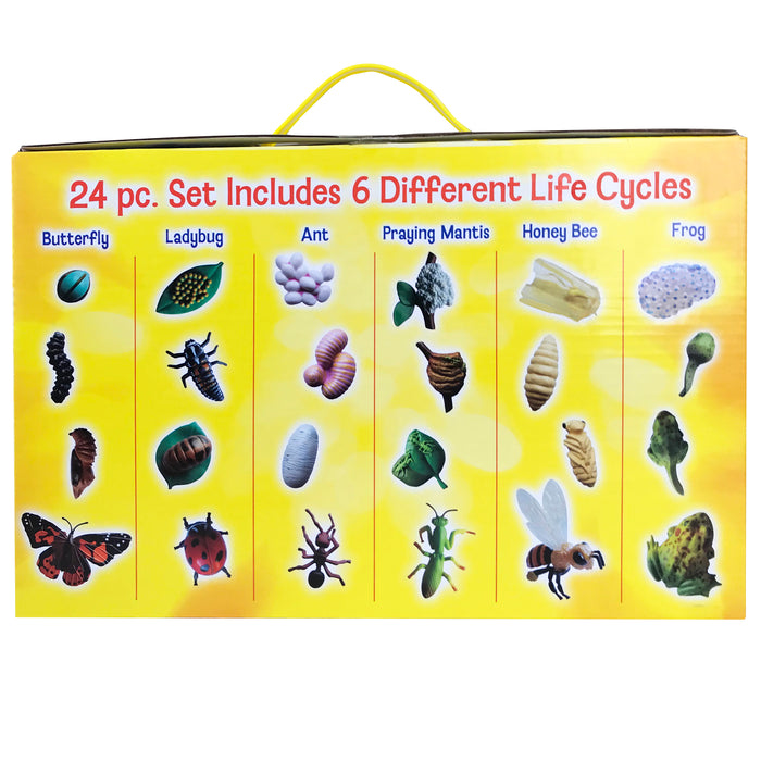 Insect Lore ILP2205 Life Cycle Figurines Set, 24 Pieces