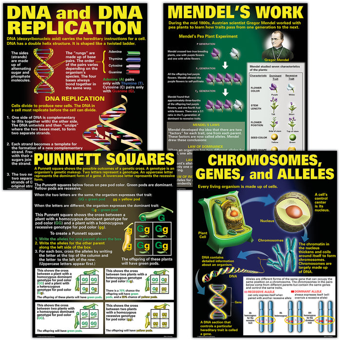 McDonald Publishing MC-P128 DNA & Heredity Posters, Set of 4