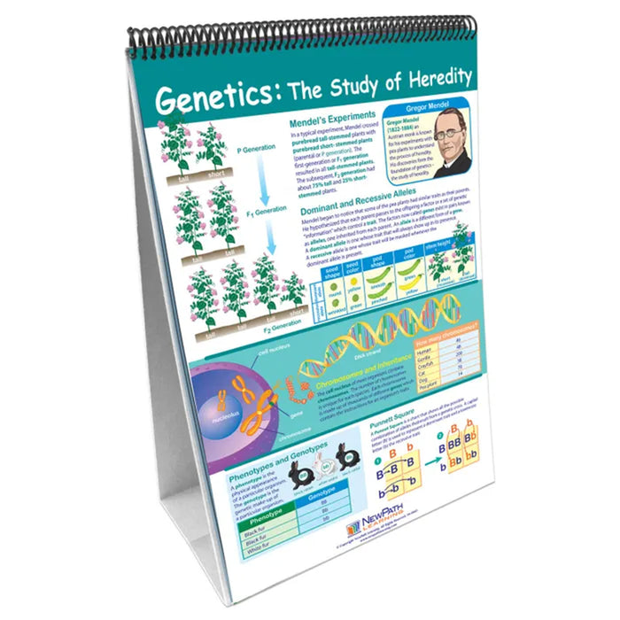 NewPath Learning NP-346001 Science Skills Curriculum Mastery Flip Chart, Grade 6