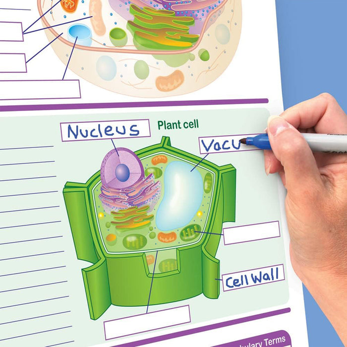 NewPath Learning NP-346007 Life Science Curriculum Mastery Flip Chart