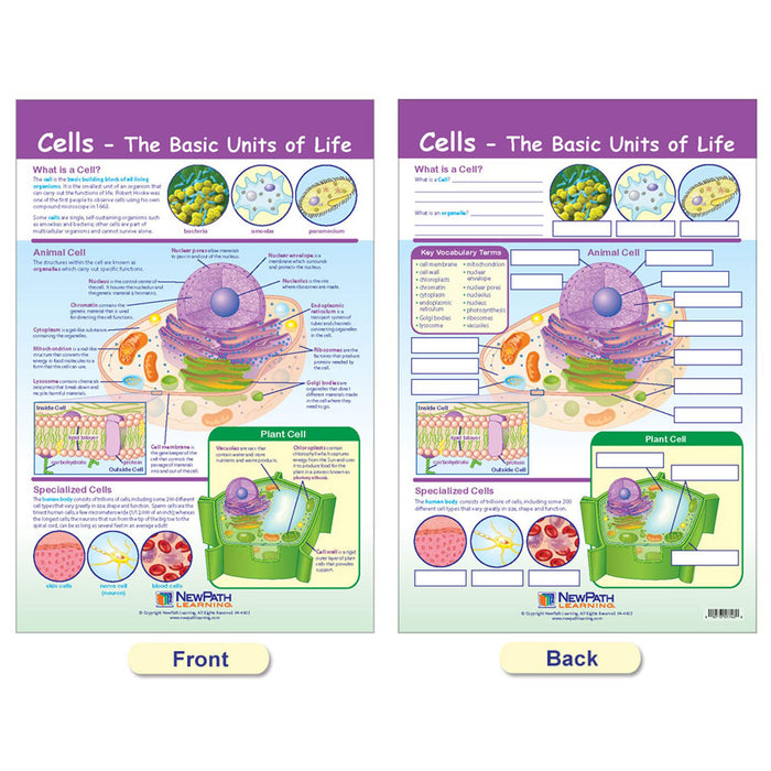 NewPath Learning NP-947001 Cells Bulletin Board Chart Set, Grades 3-5