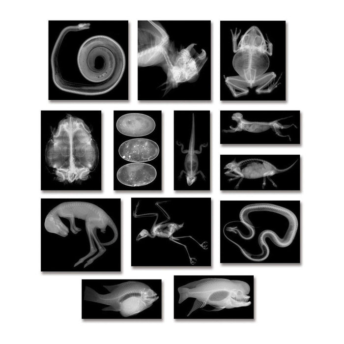 Roylco R-5910 Animal X-Ray Set, Set of 14