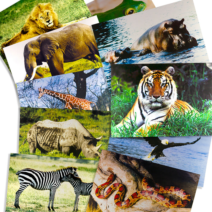 Stages Learning Materials SLM151 Wild Animals Poster Set, Set of 10