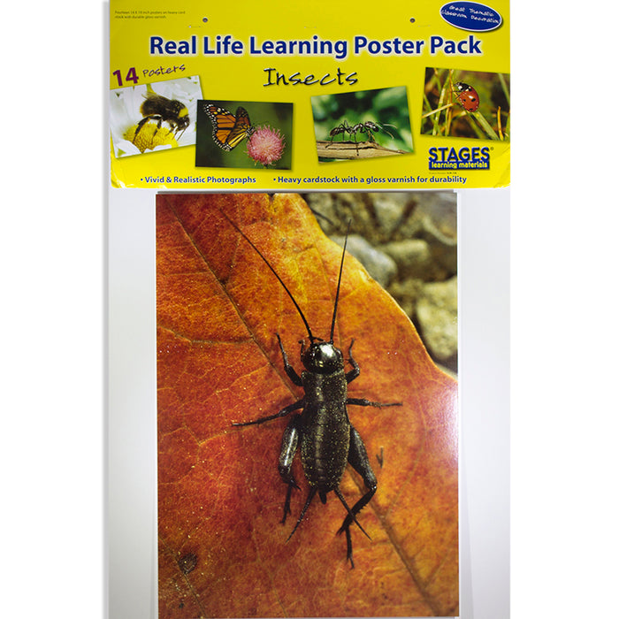 Stages Learning Materials SLM158 Insects & Bugs Real Life Learning Poster Card Set, Set of 14