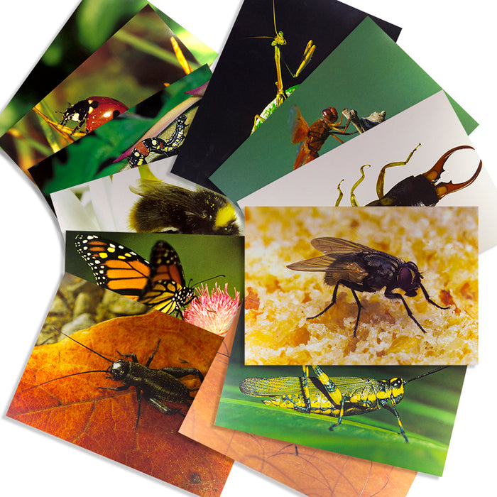 Stages Learning Materials SLM158 Insects & Bugs Real Life Learning Poster Card Set, Set of 14
