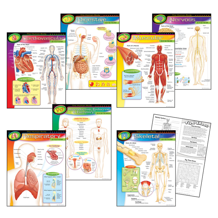 TREND T-38913 The Human Body Learning Charts Combo Pack, Set of 7