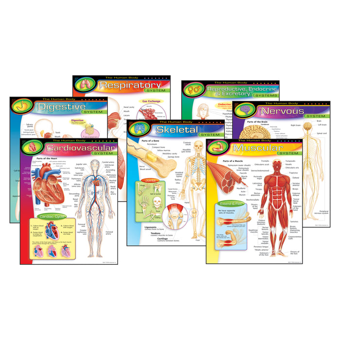TREND T-38913 The Human Body Learning Charts Combo Pack, Set of 7