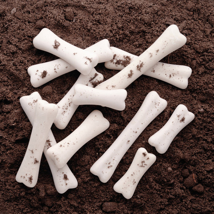 Yellow Door YUS1038 Dinosaur Bones Discovery Set, Pack of 12