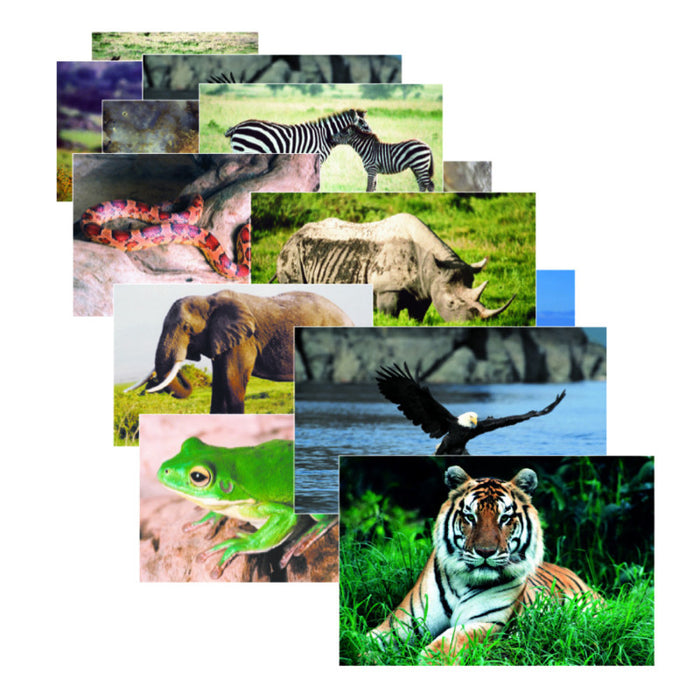 Stages Learning Materials SLM151 Wild Animals Poster Set, Set of 10