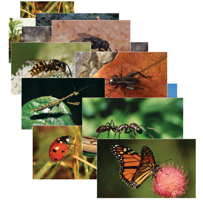 Stages Learning Materials SLM158 Insects & Bugs Real Life Learning Poster Card Set, Set of 14